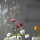 샐리스잉글리쉬
