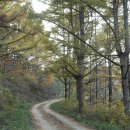 나무숲소 이미지