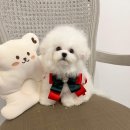 수아펫