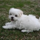 치와와 둥지 이미지