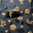 서울 전시, 12월 막차 탄 리움미술관 아니카 이 전시 &lt;또 다른 진화가 있다, 그러나 이에는&gt;