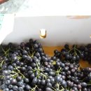 송왕농장 이미지