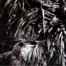 요한이네 이미지