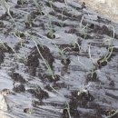 긴뿌리농장 이미지