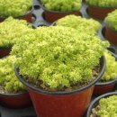 황금이식물원 이미지