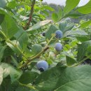 환이네농장 이미지