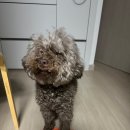 하이댕스 이미지