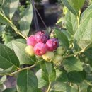 삼일농장 이미지