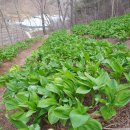 한진농장 이미지