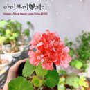 얌얌야미
