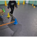 위드온 반려견 교육센터 이미지