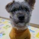 더쿠유