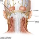 후두신경통 및 (뒷머리 통증, 뒷통수 통증) 이미지