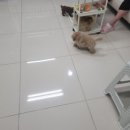 김해 강아지분양 두부네 하루 네이버블로그