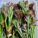 현동농장 | 블루베리체험 아이먹농장 블루베리농장체험 가능 나이 비용 방법 후기