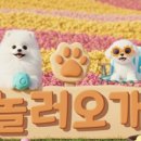 놀러오개 애견유치원 애견호텔 천안점 이미지