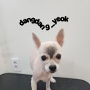 가을애견미용실 티스토리