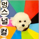 부산애견호텔 애견유치원 맘바이 서면본점 | 부산애견호텔 강아지유치원 맘바이 서면본점