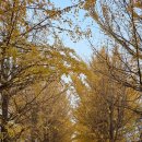 은행나무길 이미지