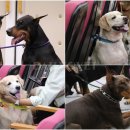 사랑실천동물병원 이미지