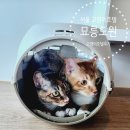 묘릉도원 | 강남 강동 송파 고양이호텔 [가족묘_코카,콜라 ]의 묘릉도원 생생후기