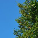 노블린카 이미지