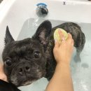 청담동물병원애견미용실 이미지