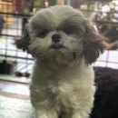 댕댕이 미용실 이미지