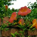 능소화 (Chinese trumpet creeper) 이미지