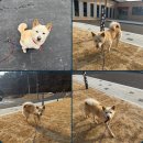 구미오태센타