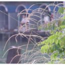 살구골낚시터 이미지