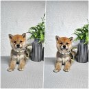 왕초켄넬 이미지