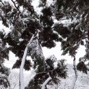 지천솔밭 이미지