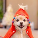 멍실 | 인천 강화도 멍숲 애견운동장 멍실, 겨울에도 좋은 실내 애견운동장