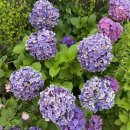 고내리본 이미지