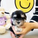 베베독 강아지분양 대구본점 이미지