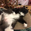 커피타는 고양이 이미지