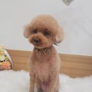 사월의 그루밍 이미지