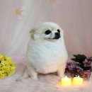 애견미용사 3급 자격증 과정 2 이미지