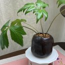 흰사슴한의원 이미지