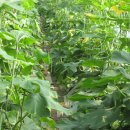 지수농원 이미지