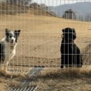 라지독스 이미지