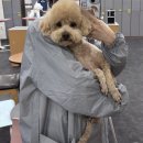 개인정애견샵 이미지