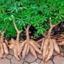 카사바(cassava) 이미지
