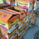 화산고구마 이미지