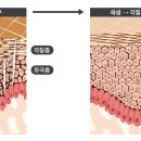 비너스화장품