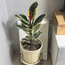 야옹이PC | 1년 묵은 일상 숙성 완료