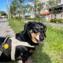 샵뽀도독 이미지