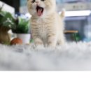 달루나캣츠 고양이전문 평택점 이미지