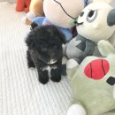 The멍멍 이미지